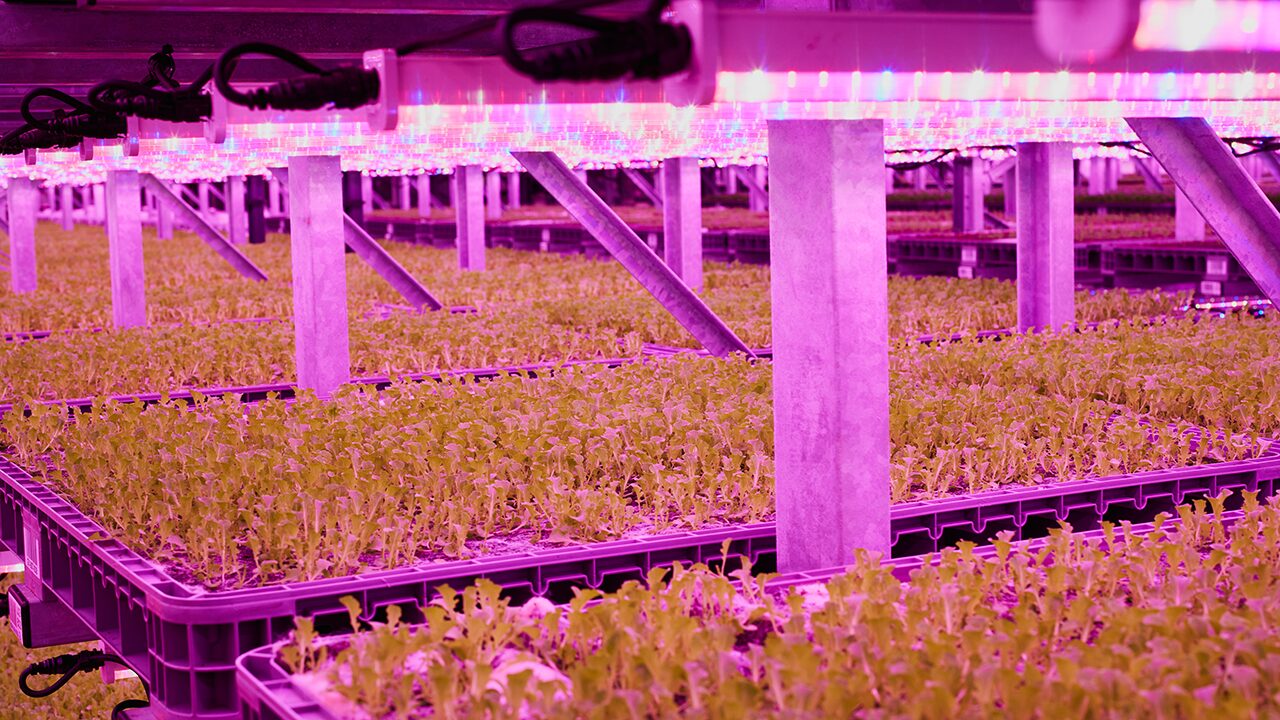 Vertical Farm Racking
